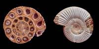 Ammonite en coupe et en vue externe (Perisphinctes sp.)